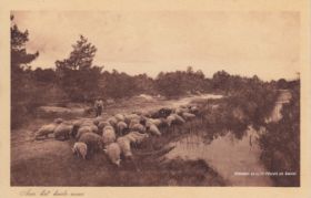 Schapen bij het heidemeer 1911 FB 30-5-2017 en site 17-8-2017.jpg