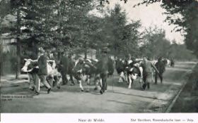 Naar de weide , stal Gerritsen, Rozendaalsche laan-Velp 27-09-1911 FB 25-06-2015.jpg