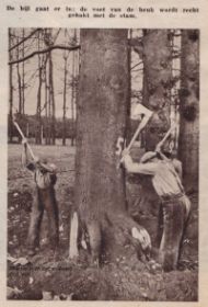 1956 bomen sneuvelen aan Zutphensestraatweg Ellecom FB 1-6-2016 en site 12-2-2017.jpg