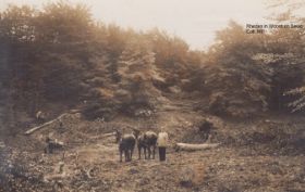 Afvoer gekapt hout in Dierense bossen door Hupkes rond 1935 RWB FB 27 juli 2015.jpg