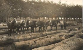 Opslag gekapte eikenbomen rond 1922 bij Ellecom-Dieren FB 19-1-2014 en site 7-10-2017.jpg