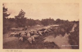 Heideschapen bij een meer op Veluwe ± 1911. FB 30-5 en site 3-8-2017..jpg